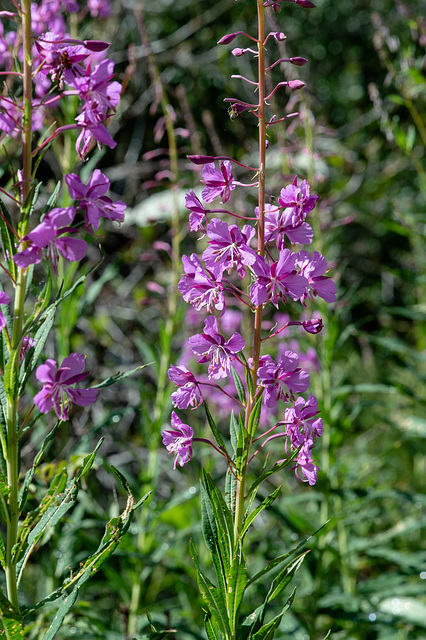 Epilobium angustifolium