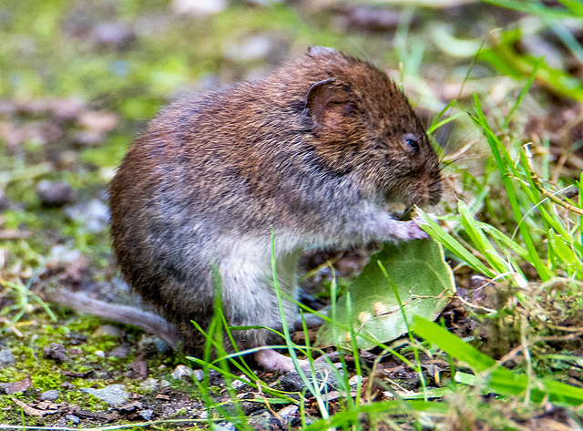 Short tailed vole