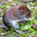 Short tailed vole