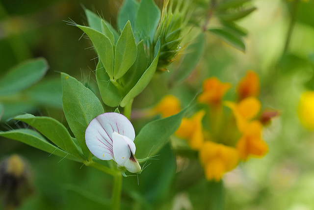 Vicia lathyroides, Fabales