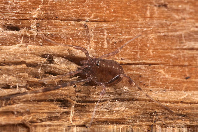 HarvestmanIMG 3550