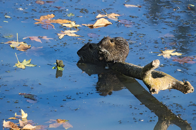 Muskrats on a log