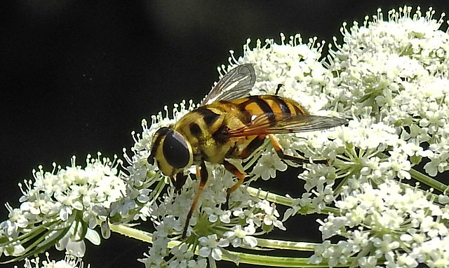 20210727 2063CPw [D~LIP] Totenkopf-Schwebfliege (Myathropa florea), Möhre (Daucus carota), Bad Salzuflen