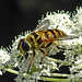 20210727 2063CPw [D~LIP] Totenkopf-Schwebfliege (Myathropa florea), Möhre (Daucus carota), Bad Salzuflen