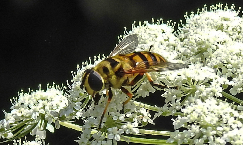 20210727 2063CPw [D~LIP] Totenkopf-Schwebfliege (Myathropa florea), Möhre (Daucus carota), Bad Salzuflen