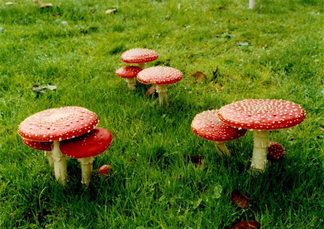 Fly agaric.