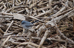 Blue-grey Gnatcatcher