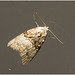 IMG 2099 Moth