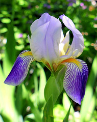 Iris - un bulbe qui a plus de 60 ans et toujours aussi vaillant !