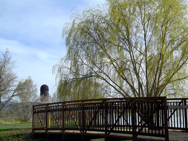 Bridge and a willow