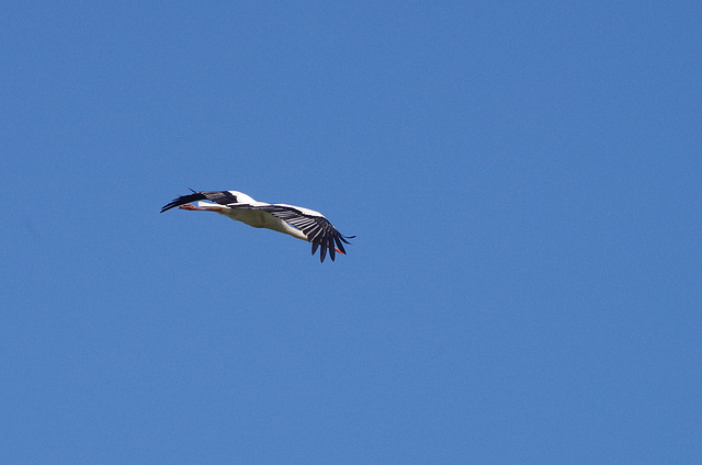 cigogne blanche