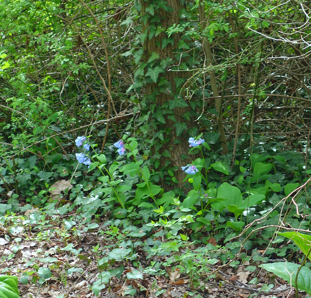 Blue Flowers