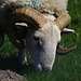 Sheep Horns head on