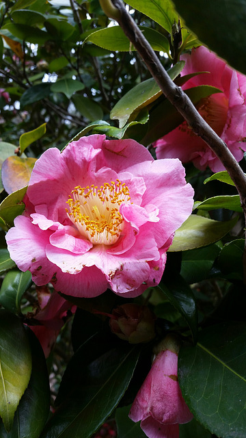 camellia