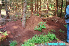 Autumn O06 A Large Ant hill in Grib Forest.