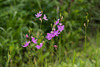 Calopogon tuberosus (Common Grass-pink orchid)