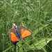 Lycaena hippothoe - Pradel - Aude.