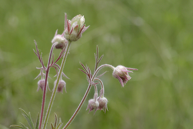 Prairie Smoke