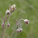 Prairie Smoke