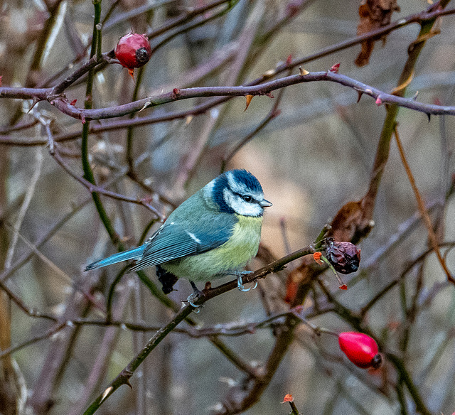 Blue tit6 - Copy