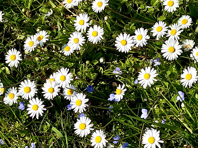 Partout des marguerites