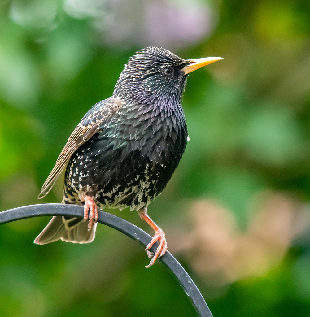Starling