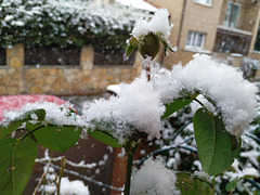 Rosales bajo la nieve, 2