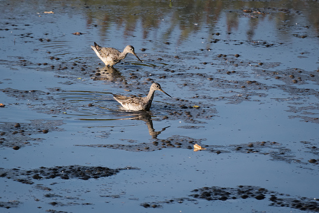 Greater Yellowlegs