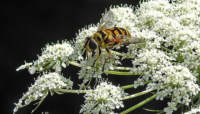 20210727 2064CPw [D~LIP] Totenkopf-Schwebfliege (Myathropa florea), Möhre (Daucus carota), Bad Salzuflen