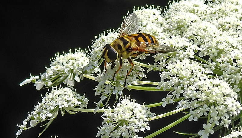 20210727 2064CPw [D~LIP] Totenkopf-Schwebfliege (Myathropa florea), Möhre (Daucus carota), Bad Salzuflen