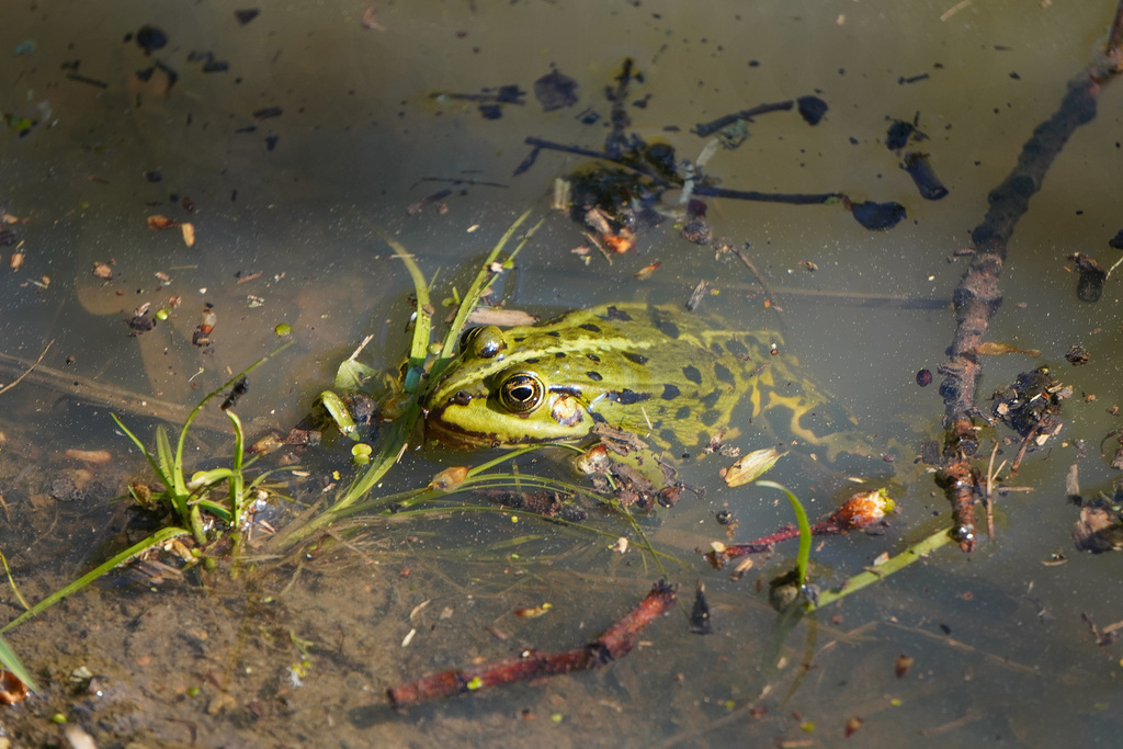 Die Paarungszeit der Wasserfrösche beginnt - The mating season of the water frogs begins - mit PiP