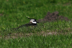 Lapwing lying low