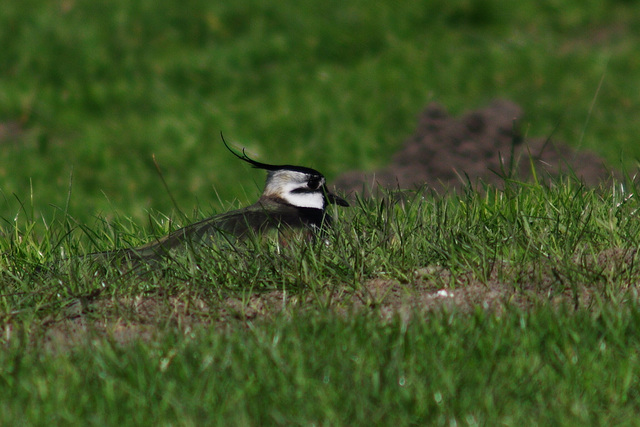 Lapwing lying low
