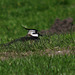 Lapwing lying low