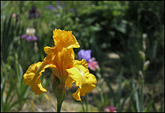Iris Pirates Quest Iris Pirates Quest