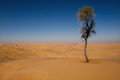 Dubai, Acacia Nilótica, Sunth Garath