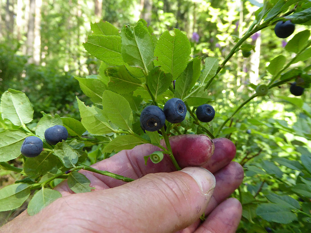 Heidelbeeren