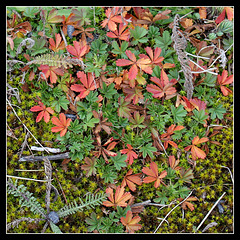 Potentille printanière en automne