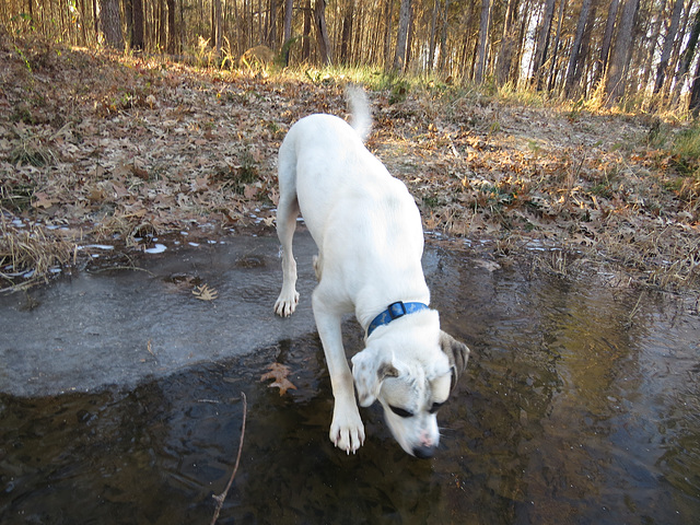 Walking on the pond