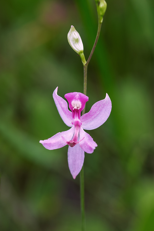 Calopogon pallidus (Pale Grass-pink orchid)