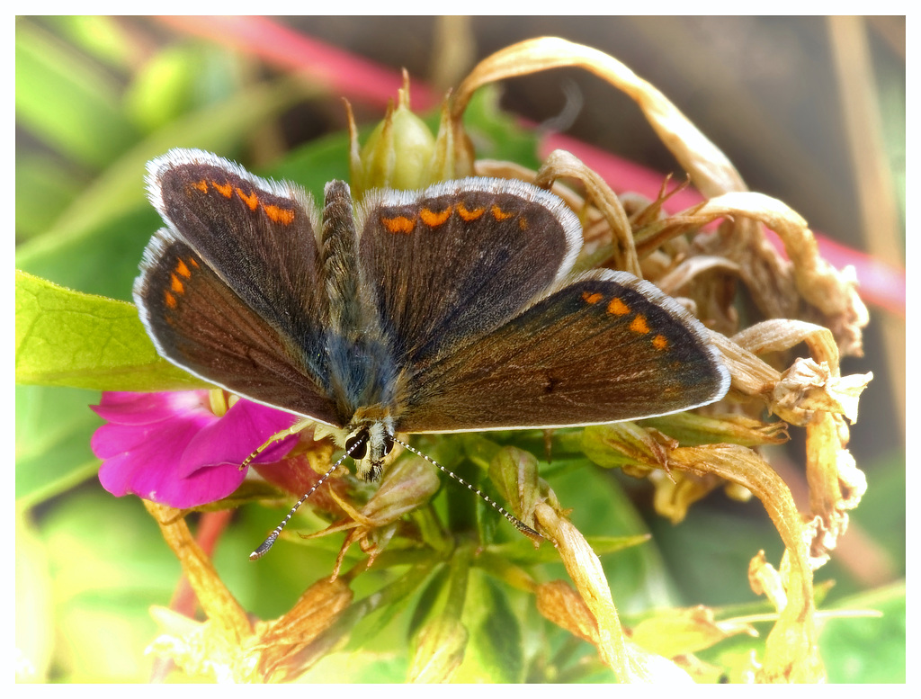 Himmelblauer Bläuling (PiP)