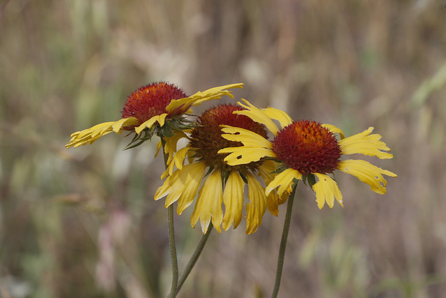 Blanket Flower