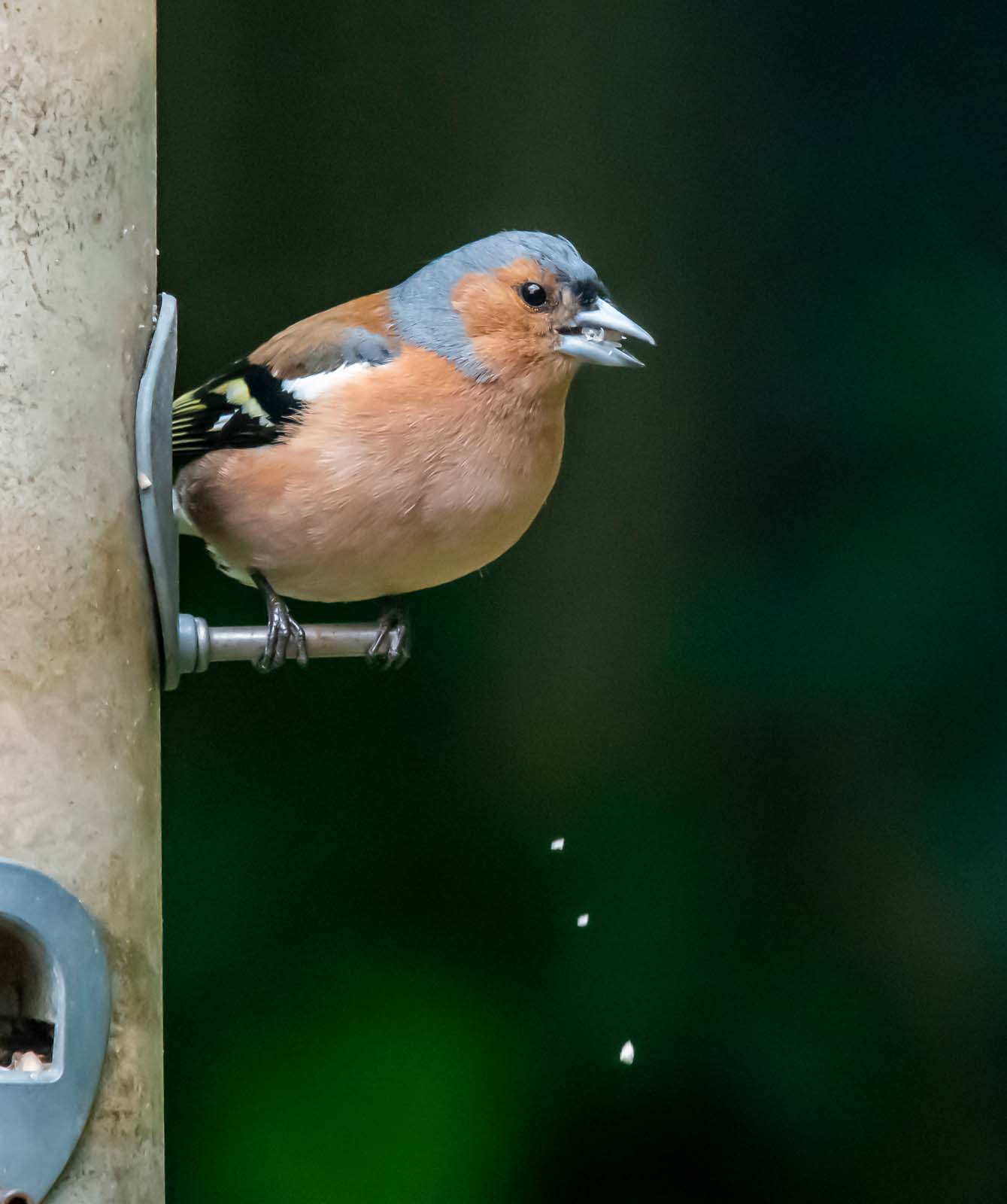 Chaffinch