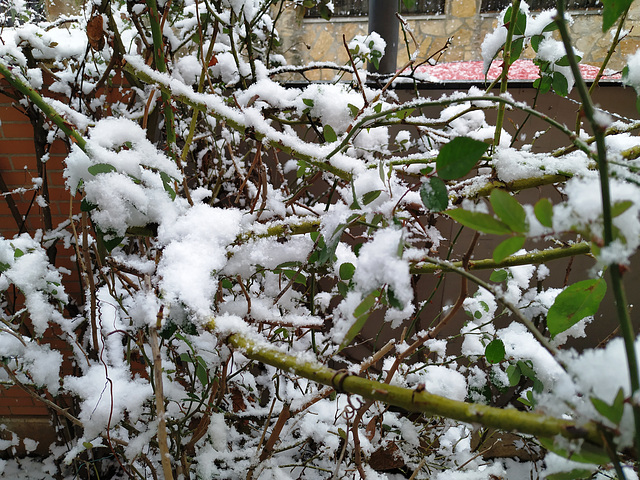 Rosales bajo la nieve, 1