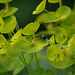 Green Longhorn Moth