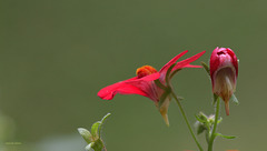 Nemesia rouge