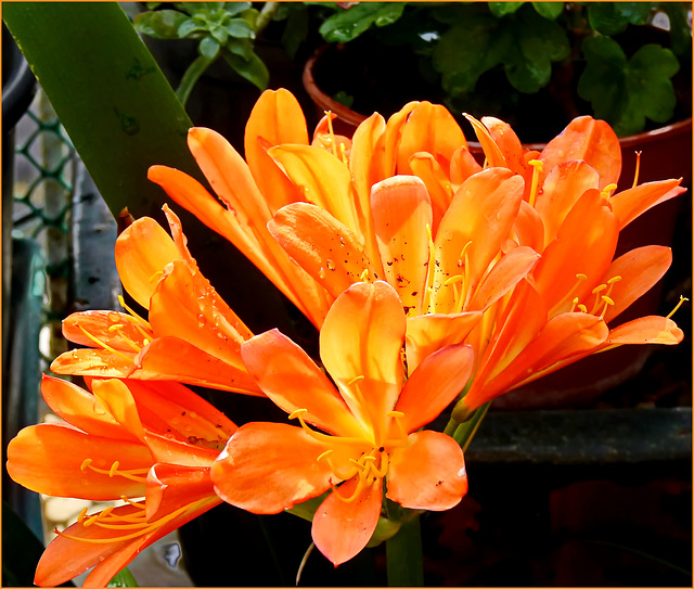 Clivia