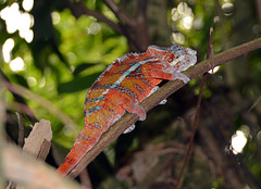 Chamäleon in der Mesoala-Halle im Zoo Zürich