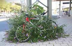 Der Schmetterlingsflieder und das Fahrrad