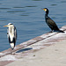 Graureiher und Kormoran am Neckar